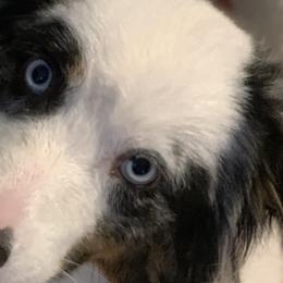 Aussiedoodles, Australian Shepherds, and Poodles from Rocking A Doodles