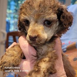 Poodle Puppies from Furball Forest Poodles