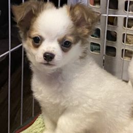 Zip - Black and white male Chihuahua puppy in Red Bluff, California from Aye Chihuahua