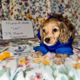 Levi AKC Cream - Cream male Dachshund puppy in Magnolia, Texas from J&R Macias Dachshunds
