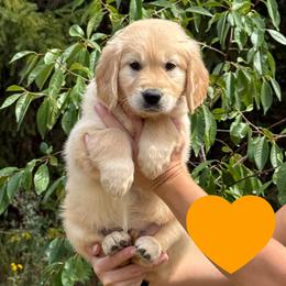 Abigail (Orange) - Golden female Golden Retriever puppy in Cadillac, Michigan from K & M Golden Retrievers