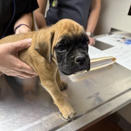 Madison - Brindle female Boxer puppy in Taft, Tennessee from Hillbillie Boxers