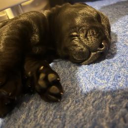 Boy 1 - Black male Labrador Retriever puppy in Mt. Olive, North Carolina from Goshen Swamp Retrievers