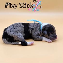 Pixy Stick - Blue merle female Aussiedoodle puppy in Paragould, Arkansas from AC Doodles & Corgis
