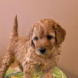 Aussiedoodle, Bernedoodle, and Poodle Puppies from Sis' Doodles & Poodles
