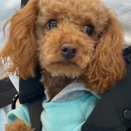 Poodles from Puppies By CHARMM