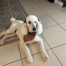 Blanca - Poodle
