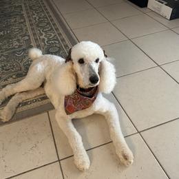 Blanca - Poodle