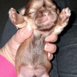 Bravo - Lilac male Shih Tzu puppy in Memphis, Tennessee from Lady and the Tramp