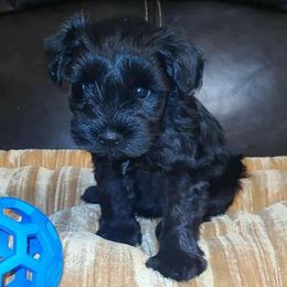 Rocky - Black male Miniature Schnauzer puppy in Graham, Washington from Kristy's French Bulldogs & Mini Schnauzers