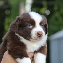 Miniature Australian Shepherd Puppies from Copper Line Aussies