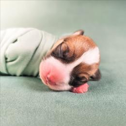 Red and white Female - Red and white female American Corgi puppy in Taylorsville, North Carolina from America's Red White and Bluie Corgis