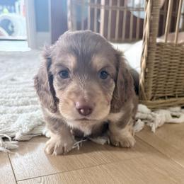 AC Slater - Chocolate and cream male Dachshund puppy in Perris, California from The Dach House
