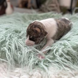 Nebula - Fawn brindle female Whippet puppy in Fort Myers, Florida from Rainbow Whippets