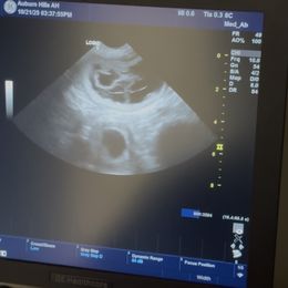 Basset Hound puppies from Cam’s Country Bassets