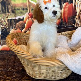 Cavapoo and Poodle Puppies from Danielle Perkins's Pups