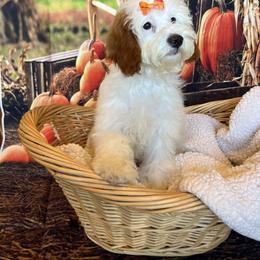 Cavapoo and Poodle Puppies from Danielle Perkins's Pups