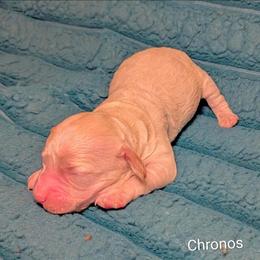 Chronos - Silver male Cockapoo puppy in Sunset, Louisiana from Cano Cockapoos