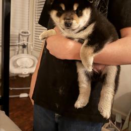 Kuro - Black and tan male Shiba Inu puppy in Hanford, California from Yamadori Shiba Inu