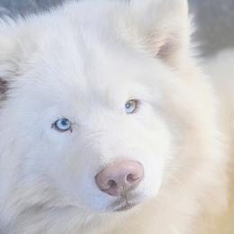 Lia - Siberian Husky