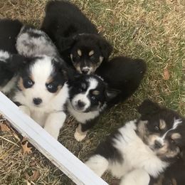 Australian Shepherd Puppies from Westrip Angus & Aussies