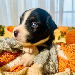 Hayes - Black tri male Miniature Australian Shepherd puppy in Wauchula, Florida from Sun & Moon Aussies