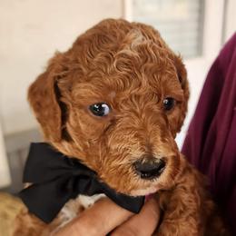 Romeo - Red  male Goldendoodle puppy in Augusta, Georgia from Ivey's Poodles & Doodles