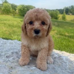 Calliope - Red female Cockapoo puppy in Connersville, Indiana from MoonShine Babies