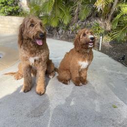 Goldendoodle Puppies from Aloha Sunset Doodles, LLC