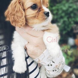 Cavalier King Charles Spaniel Puppies from Country Pups Cavaliers