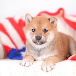 Nagi - Red male Shiba Inu puppy in Neosho, Missouri from Sunny Terrace Shibas