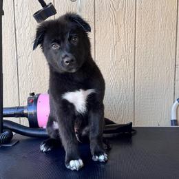 Riptide - Black male Miniature American Shepherd puppy in White City, Oregon from Born Rogue Miniature American Shepherds
