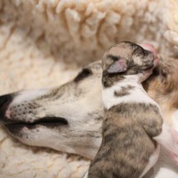 Whippet Puppies from Winstar Whippets
