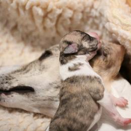 Whippet Puppies from Winstar Whippets