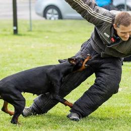 Doberman Pinschers from High Mark Dobermans