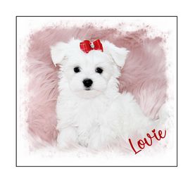 Maltese Puppies from Rockin Rivers AKC Maltese & Malshi's