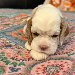 Lavender collar - Red and white female Cocker Spaniel puppy in Boca Raton, Florida from Gold-Coast Cockers