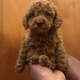 Girl 1 - Red  female Poodle puppy in Greenville, North Carolina from Royal Paws, LLC