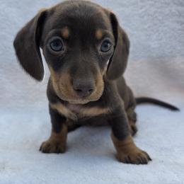 Bean - Chocolate and tan female Dachshund puppy in Golden Valley, Arizona from Greatest Journey Ranchette