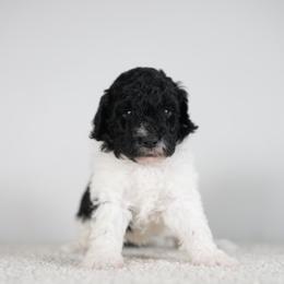 Treasure - Phantom female Goldendoodle puppy in Caldwell, Idaho from Boise Doodle Co.