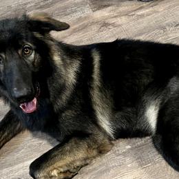 Shiloh Shepherds from Shoreline Shilohs