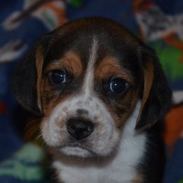 Beagle puppies from Badland Kennel