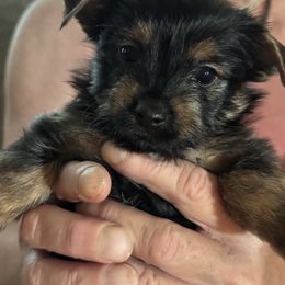 Boy number 2 - Black and tan male Yorkshire Terrier puppy in Elizabeth, Indiana from Dwayne’s Yorkshire Terriers