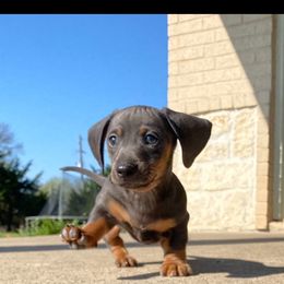 Australian Shepherd and Dachshund All Grown Up from Santina Bourland
