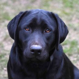 Labrador Retrievers from Johnson Point Labradors