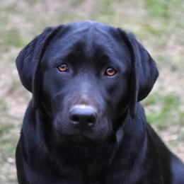 Labrador Retrievers from Johnson Point Labradors