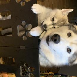 Siberian Husky Puppies from Sassenach Siberians