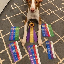 Afghan Hound and Ibizan Hound All Grown Up from Acires Sighthounds