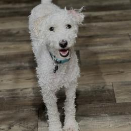 Dizzy - Poodle