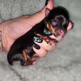 Teacup traditional boy 1 - Black and tan male Yorkshire Terrier puppy in Thornville, Ohio from My precious yorkies